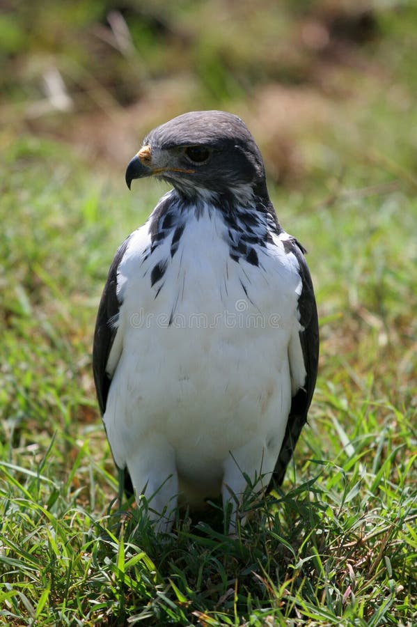 Buzzard in Ngorongoro Crater, Tanzania