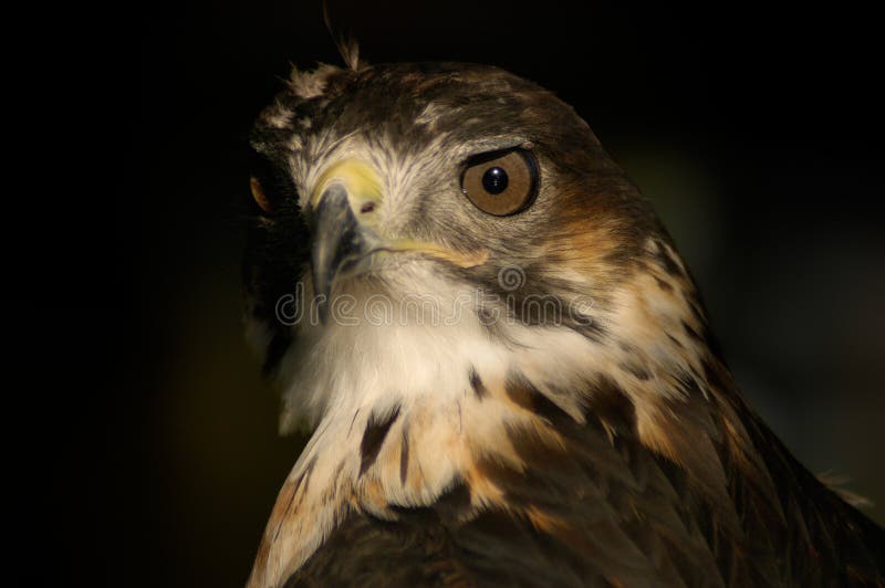 Buzzard Portrait