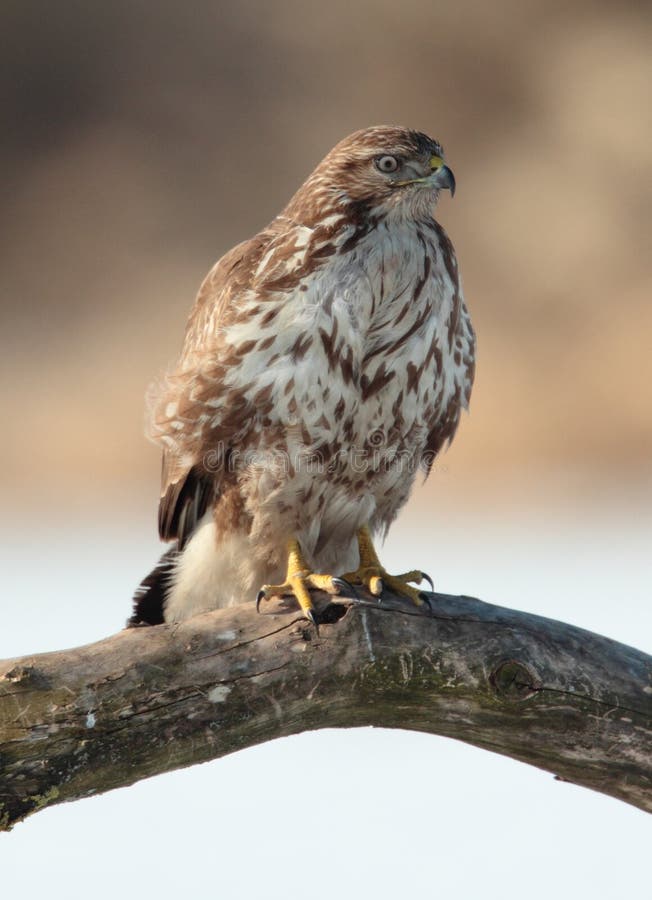 Buzzard.