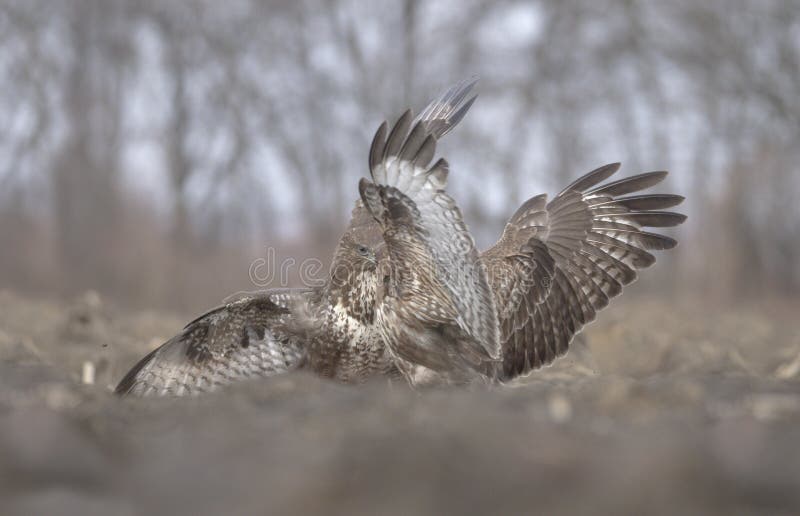 Buzzard in fight stock image. Image of fight, dangerous 242738639