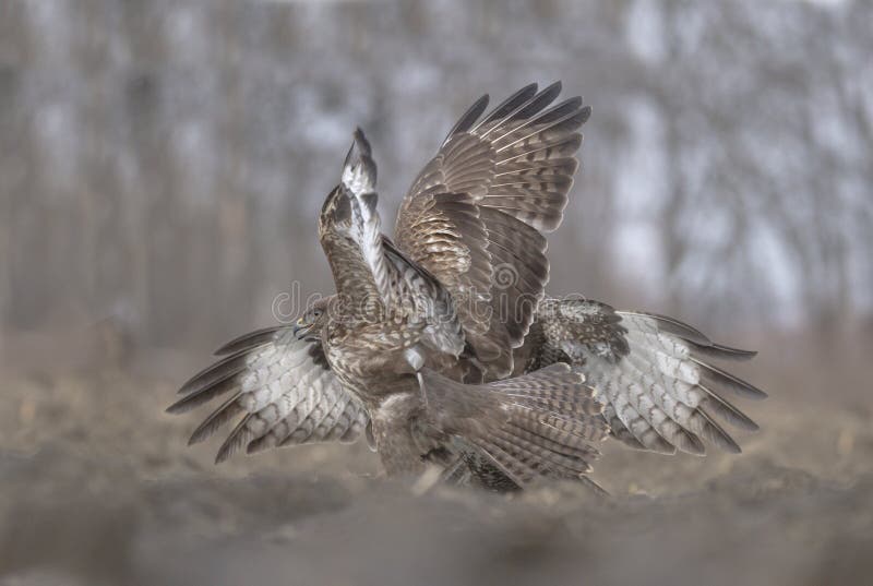 Buzzard in fight stock photo. Image of fight, dangerous 242739496