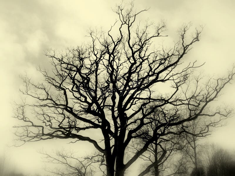 Bare oak tree silhouette against cloudy skies, black and white. Foggy focus filter on periphery. Bare oak tree silhouette against cloudy skies, black and white. Foggy focus filter on periphery.