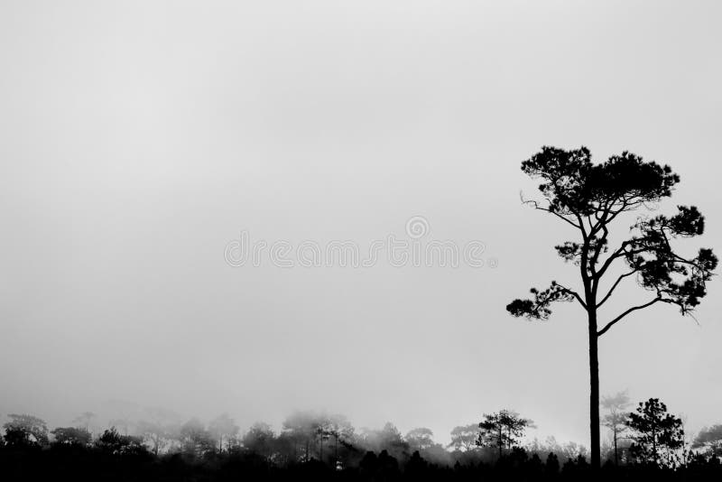 The BW silhouette tree. stock photos The BW silhouette tree. stock photos