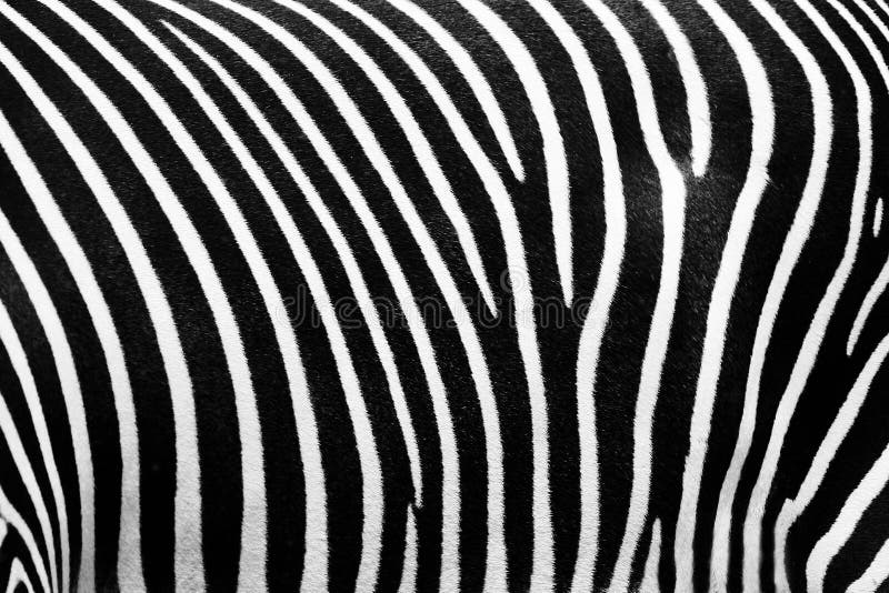 BW texture of zebra