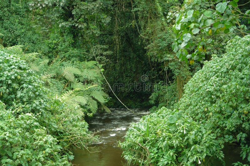 Vegetation inside the Bwindi Impenetrable Forest in Uganda (Africa)