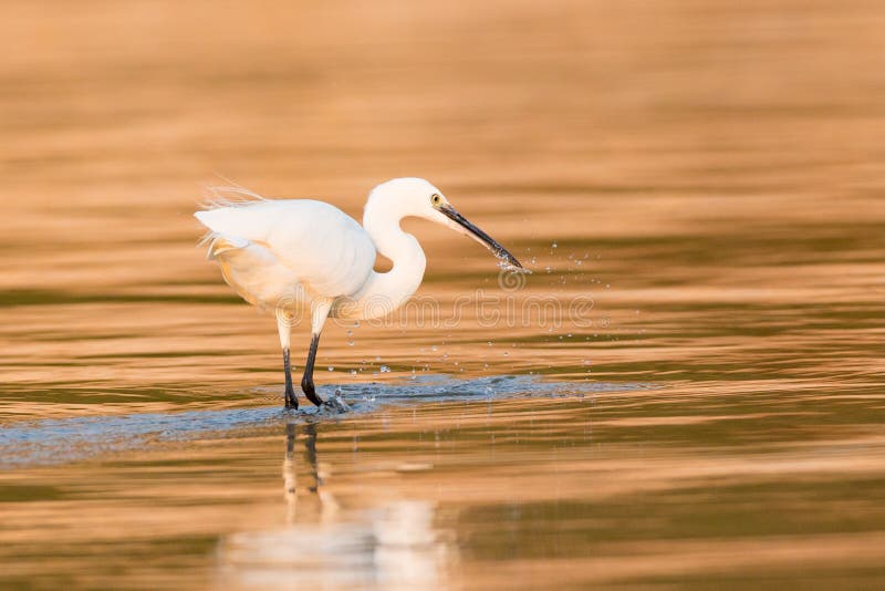 Bydła egret spearing ryba w złotej wodzie obraz stock Bydła egret spearing ryba w złotej wodzie obraz stock