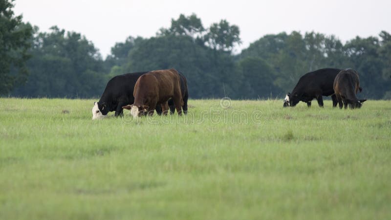 Five cattle grazing on a summer pasture with. Five cattle grazing on a summer pasture with