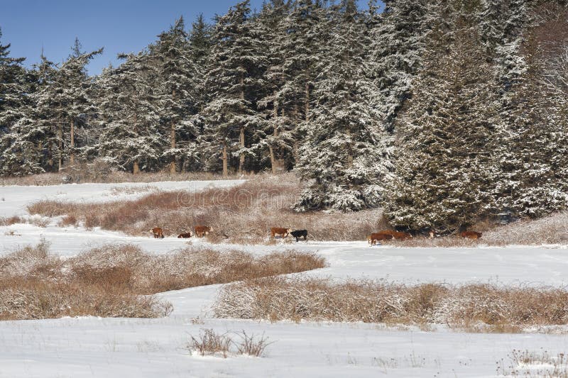 On an island in the Pacific Northwest cattle graze looking for grass after a dusting of snow on a cold wintry day. On an island in the Pacific Northwest cattle graze looking for grass after a dusting of snow on a cold wintry day.