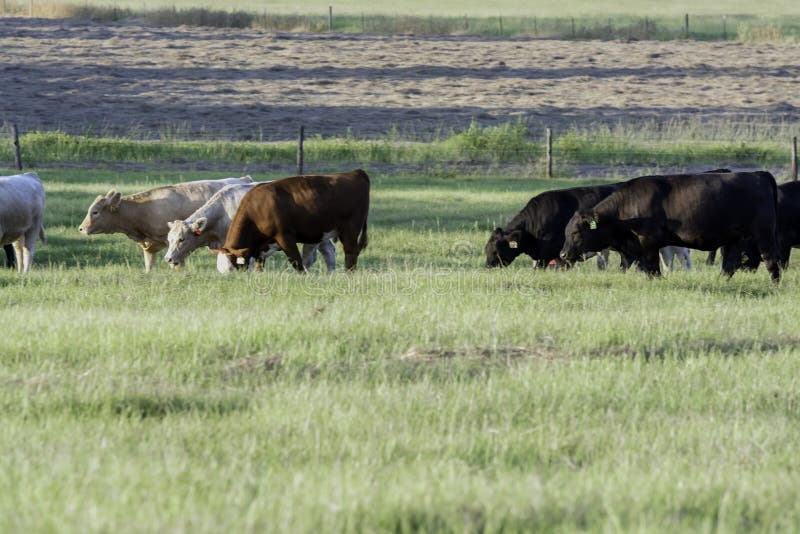 Crossbred cattle grazing with cut hay in the background and blank pasture foreground. Crossbred cattle grazing with cut hay in the background and blank pasture foreground