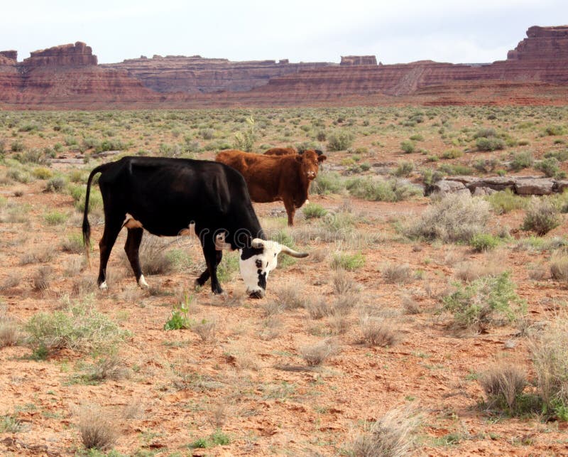 Cattle on the open range in Utah. Cattle on the open range in Utah.