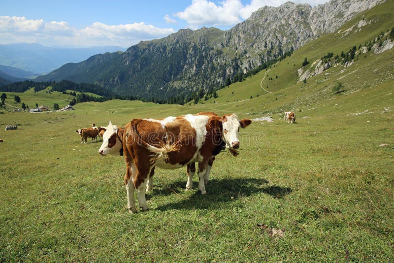 Cattle in Dolomites. South Tyrol. Italy. Cattle in Dolomites. South Tyrol. Italy