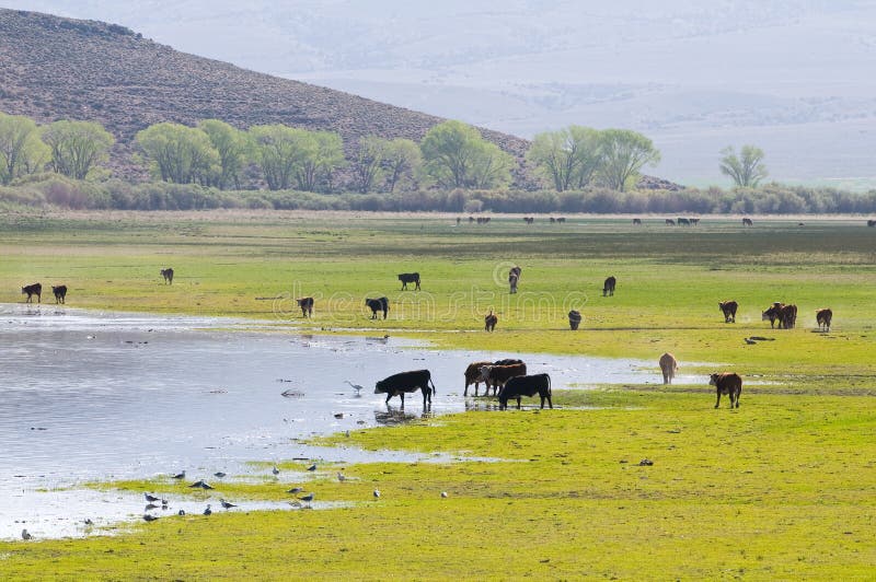 A herd of cattle grazing at Topaz Lake, Nevada. A herd of cattle grazing at Topaz Lake, Nevada