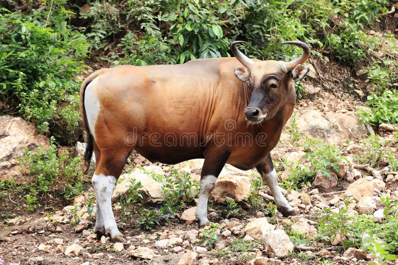 Wild Cattle walking on the hill. Wild Cattle walking on the hill