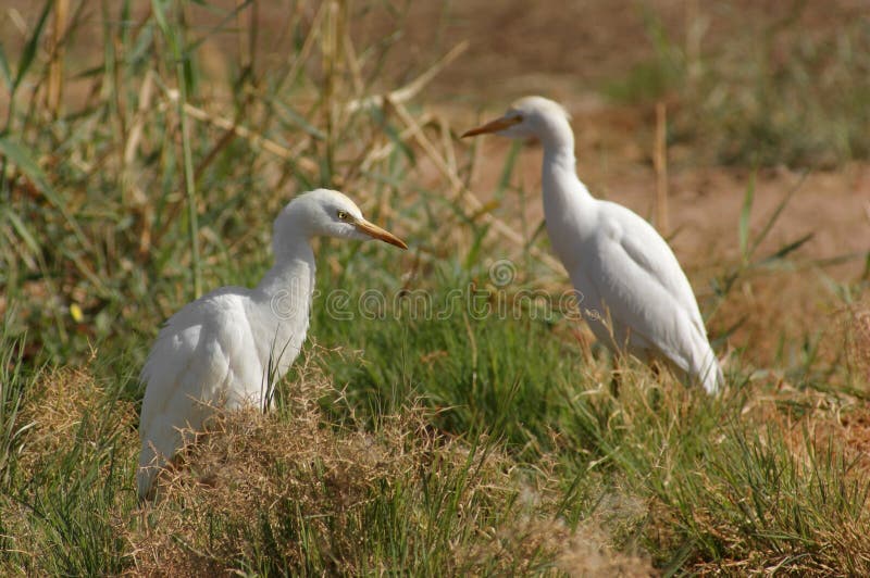 Two Cattle Egrets in sunny illuminated grassy ambiance. Two Cattle Egrets in sunny illuminated grassy ambiance