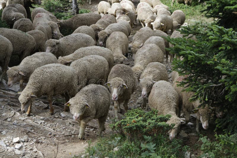 Cattle drive in the mountains of Belledonne. Cattle drive in the mountains of Belledonne