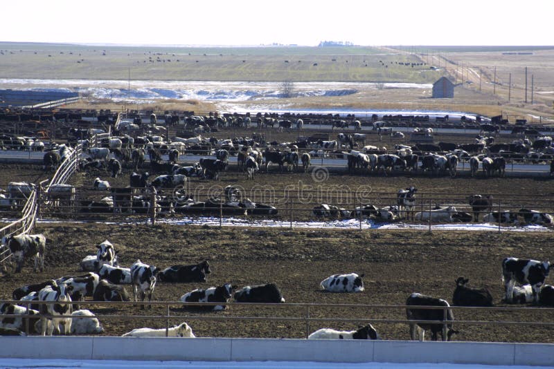 This feeding process is a very controversial and a very hot button issue in politics. The feedlots are just off the main highway they are not hiding the process. The Riverfront Times in St. Louis, Missouri has covered the issue of feedlots. cattle industry has fought tirelessly for this process of fatting cattle to stay in place. You are able to see Open Range cattle in the background. This feeding process is a very controversial and a very hot button issue in politics. The feedlots are just off the main highway they are not hiding the process. The Riverfront Times in St. Louis, Missouri has covered the issue of feedlots. cattle industry has fought tirelessly for this process of fatting cattle to stay in place. You are able to see Open Range cattle in the background.