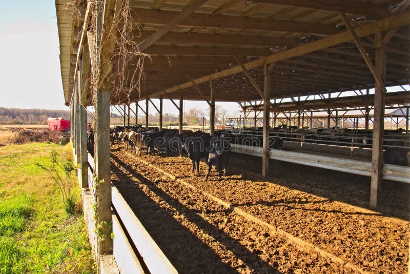 Cattle lot with conveyor lines from silos delivering the feed. Cattle lot with conveyor lines from silos delivering the feed.