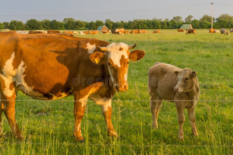 Cattle - cows on a pasture at sunrise. Cattle - cows on a pasture at sunrise