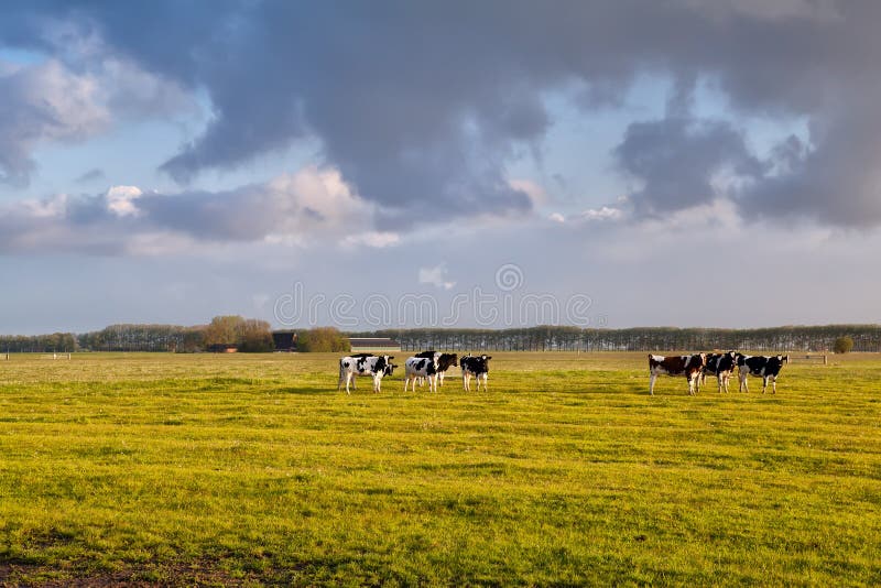 Cattle on green pasture in morning sunshine, Holland. Cattle on green pasture in morning sunshine, Holland