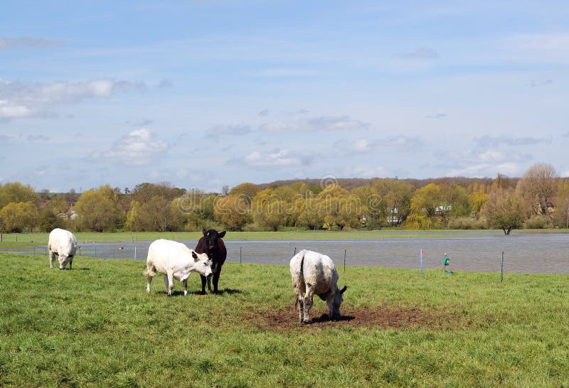 Four cattle grazing next to a flooded field. Four cattle grazing next to a flooded field.