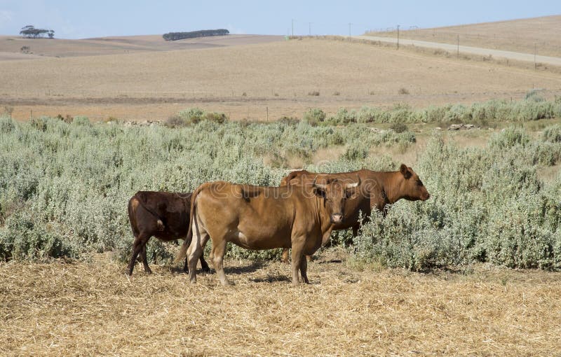 Cattle grazing on Bluegreen Saltbush in the Overberg region of the Western Cape South Africa. Cattle grazing on Bluegreen Saltbush in the Overberg region of the Western Cape South Africa