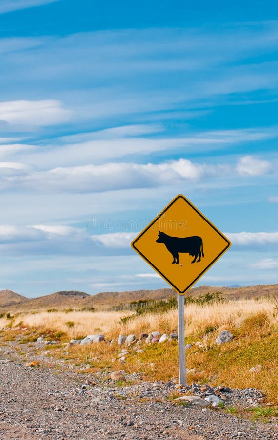 Cattle crossing yellow warning road sign. Cattle crossing yellow warning road sign