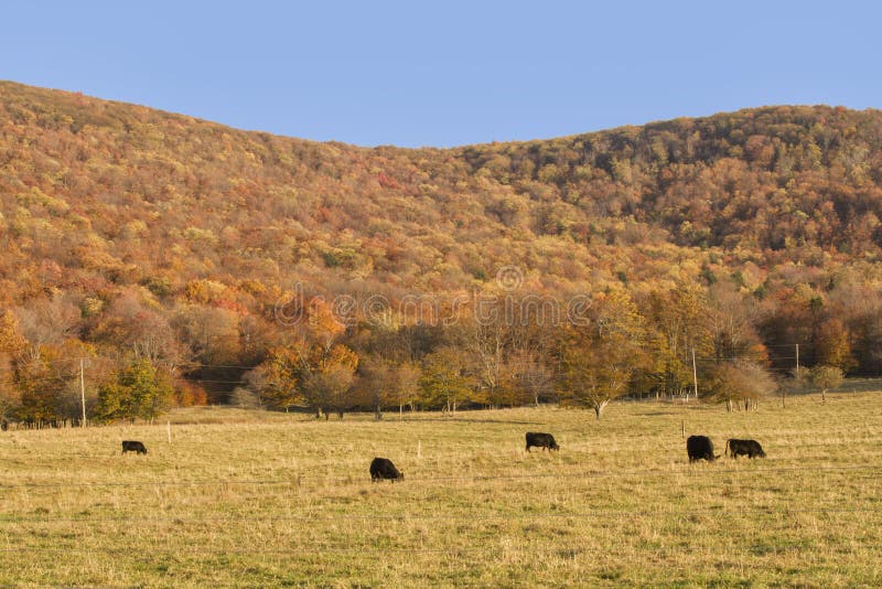 Black angus cattle grazing with fall color in the background. Black angus cattle grazing with fall color in the background