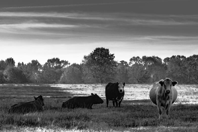 Black and white image of a herd of cattle in a pasture. Black and white image of a herd of cattle in a pasture