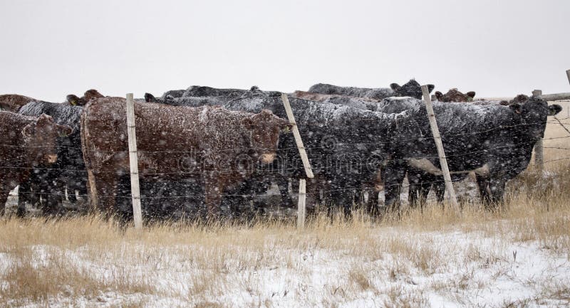 Cattle in Snow Storm in Alberta Canada. Cattle in Snow Storm in Alberta Canada