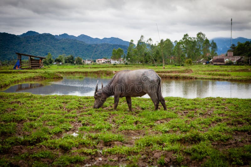 Bygd landsbygder, buffel som betar på fältet, Vietnam arkivbild Bygd landsbygder, buffel som betar på fältet, Vietnam arkivbild