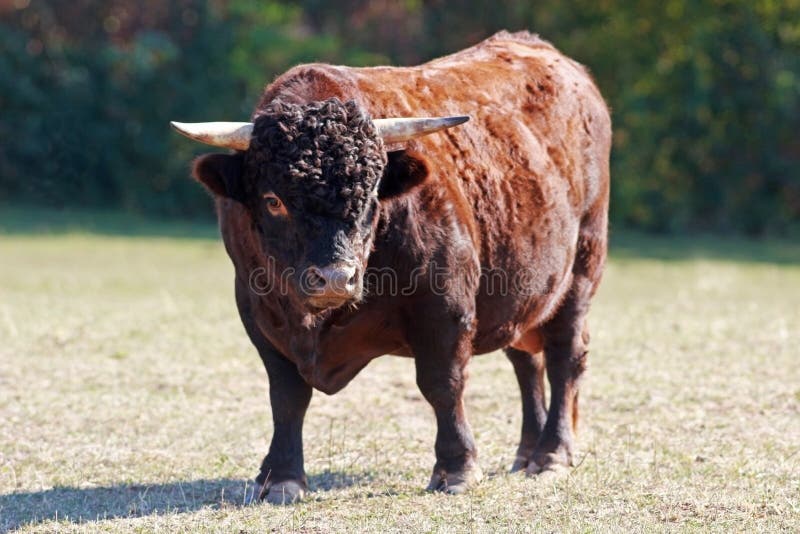 Bull of the breed Dexter cattle on a pasture, looking into camera. Bull of the breed Dexter cattle on a pasture, looking into camera