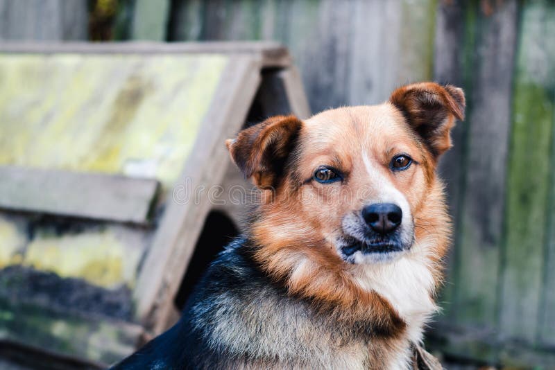 Byrackahund med brun och svart ull på bakgrunden av ett gammalt trästaket arkivfoton Byrackahund med brun och svart ull på bakgrunden av ett gammalt trästaket arkivfoton