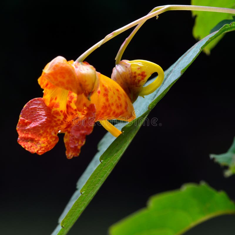 Bálsamo alaranjado (capensis de Impatiens) foto de stock Bálsamo alaranjado (capensis de Impatiens) foto de stock