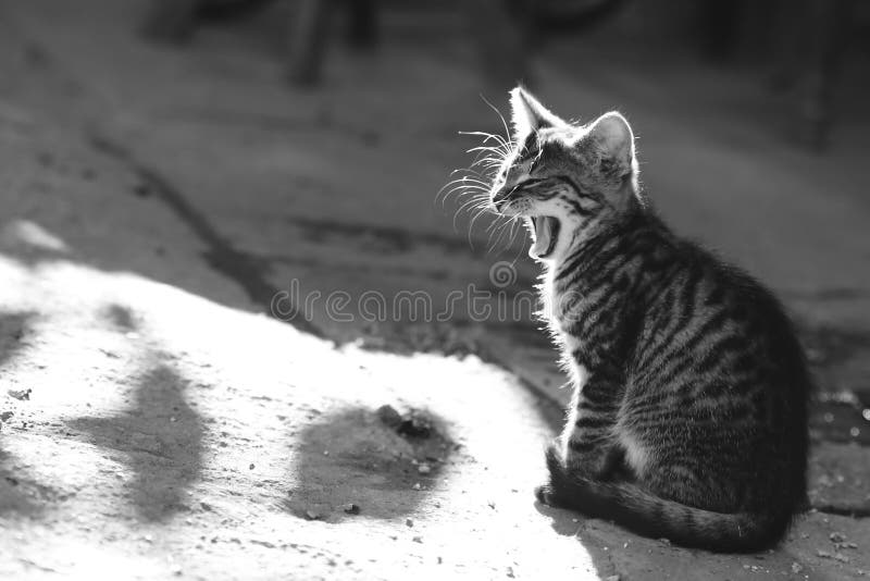 Bâillement de chat en noir et blanc photo stock Bâillement de chat en noir et blanc photo stock