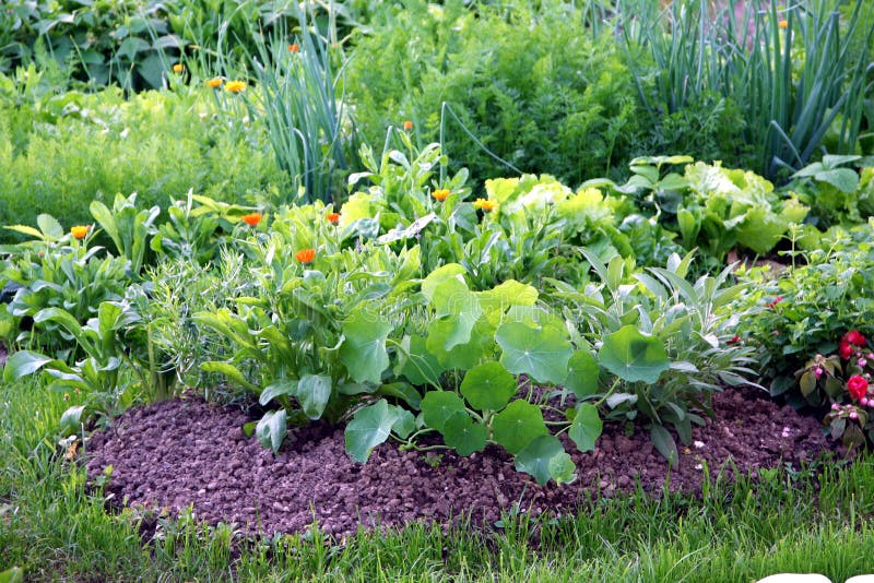 Bâti organique de potager photographie stock libre de droits Bâti organique de potager photographie stock libre de droits