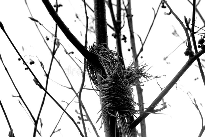 Bâtons sur l'arbre photo libre de droits Bâtons sur l'arbre photo libre de droits