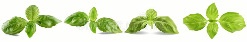 Bäckenblad isolerade på vit bakgrund, vacker illustration stock illustrationer