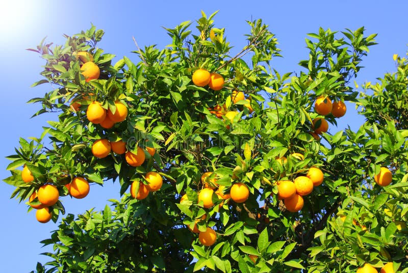 Bär fruktt den orange treen arkivfoto