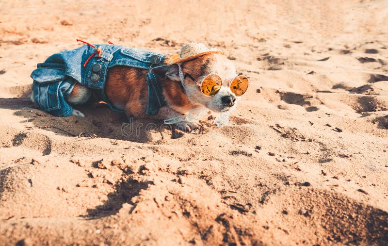 Bärande solglasögon- och för sugrörhatt lögner för Chihuahua på en strand av floden som tycker om solen Trendig hund iklätt a royaltyfria foton Bärande solglasögon- och för sugrörhatt lögner för Chihuahua på en strand av floden som tycker om solen Trendig hund iklätt a royaltyfria foton