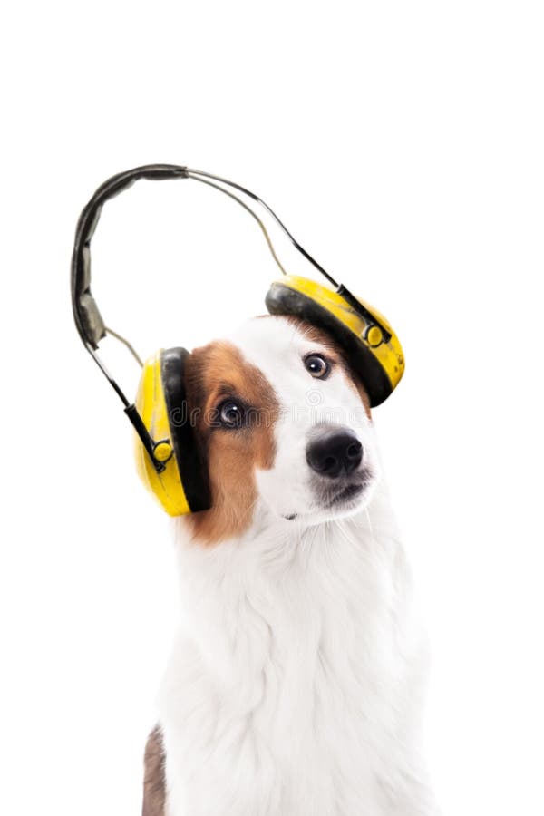 Bärande öraskydd för hund, isolerad fenaframdel av vit arkivbild Bärande öraskydd för hund, isolerad fenaframdel av vit arkivbild