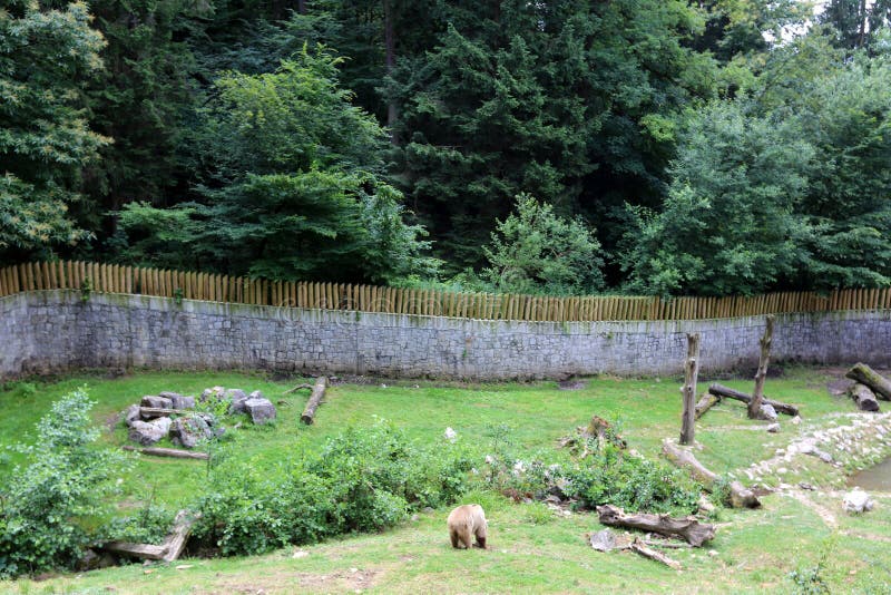 Bärnleben im Zoo lizenzfreies stockfoto