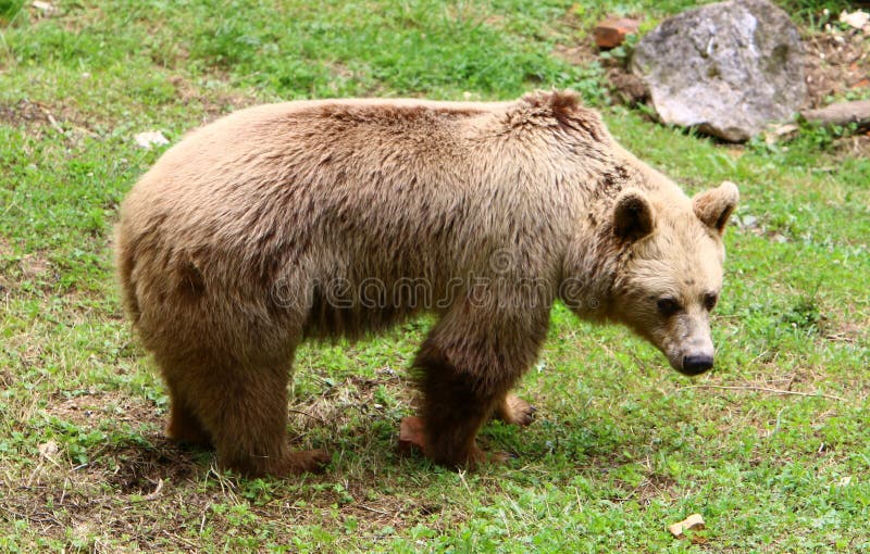 Bärnleben im Zoo. Ein Big Bear lebt im Zoo in Ljubljana, Slowenien