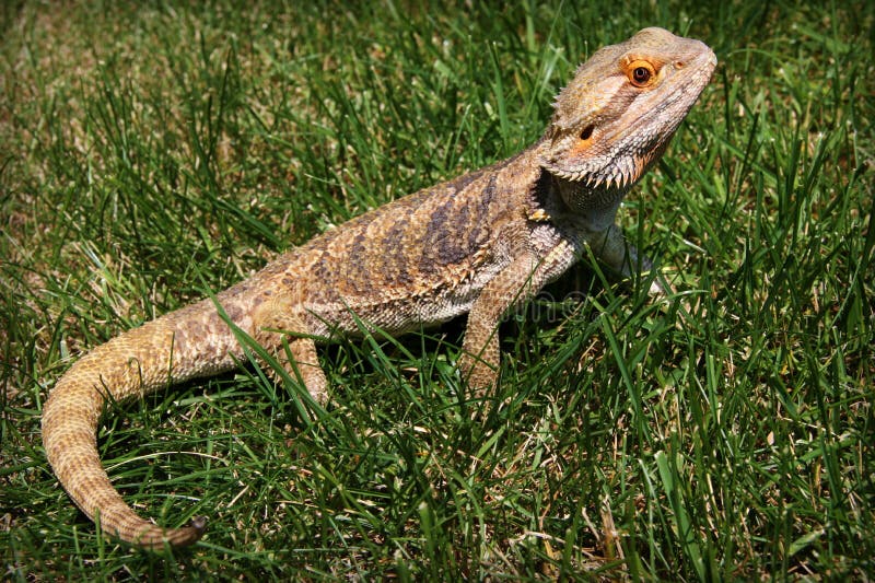Bärtiger Drache lizenzfreie stockfotografie Bärtiger Drache lizenzfreie stockfotografie