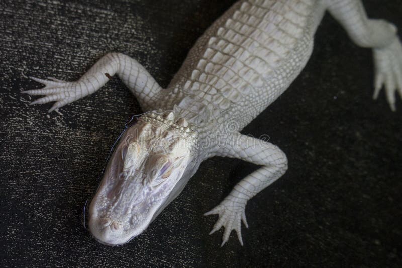 Bästa sikt av en tonåring Albino Alligator royaltyfri foto
