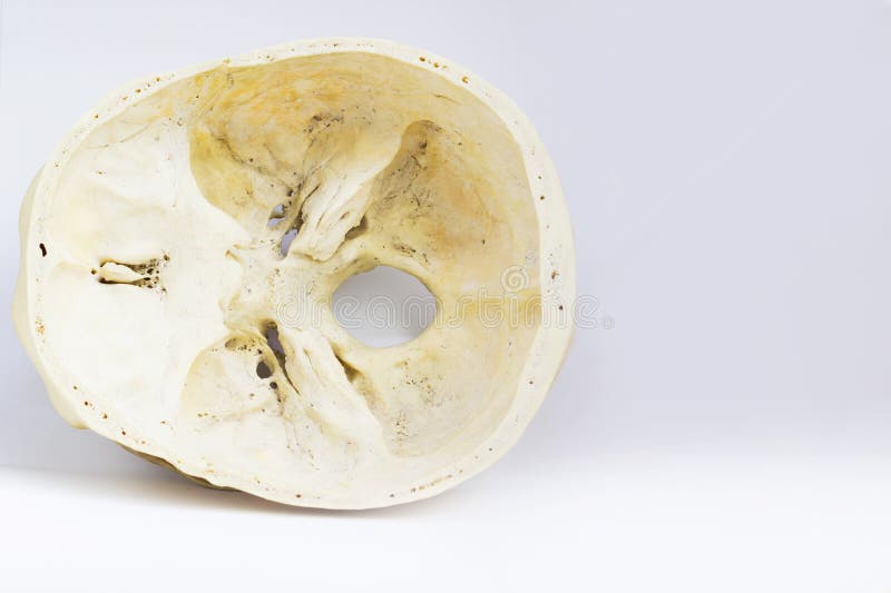 Bästa sikt av grunden av det mänskliga benet för skallevisningsphenoid och foramenmagnumbuteljen för anatomi i isolerad vit bakgr royaltyfri fotografi Bästa sikt av grunden av det mänskliga benet för skallevisningsphenoid och foramenmagnumbuteljen för anatomi i isolerad vit bakgr royaltyfri fotografi