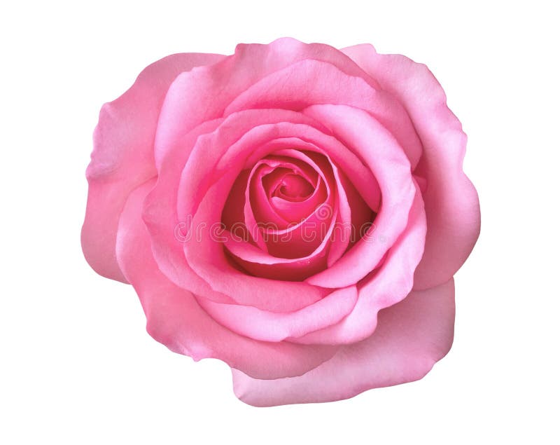 Bästa sikt för rosa färgrosblomma som isoleras på vit bakgrund, snabb bana royaltyfria foton