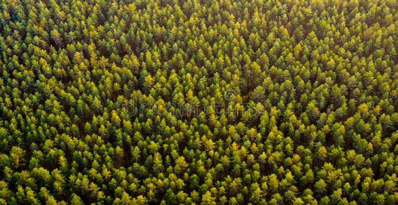 Bästa sikt för skog Bästa sikt för skog