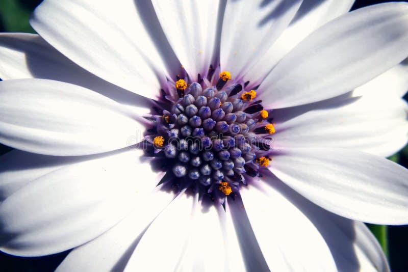 Bästa sikt för vit Daisy Flower Head närbild fotografering för bildbyråer Bästa sikt för vit Daisy Flower Head närbild fotografering för bildbyråer