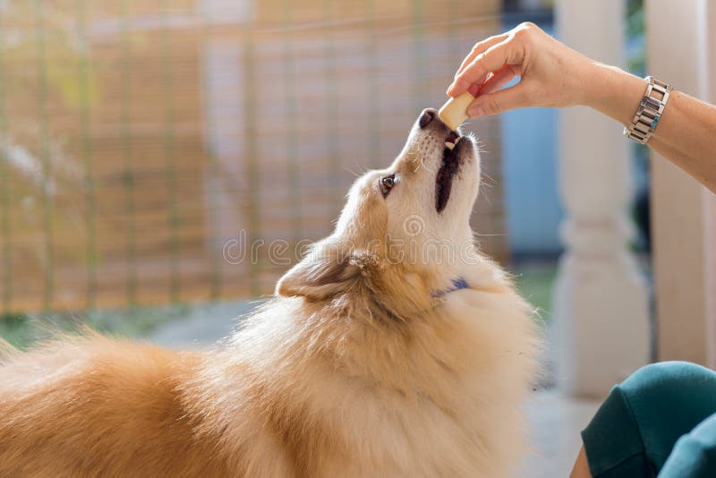 Bästa vän kvinna och hund royaltyfria bilder Bästa vän kvinna och hund royaltyfria bilder