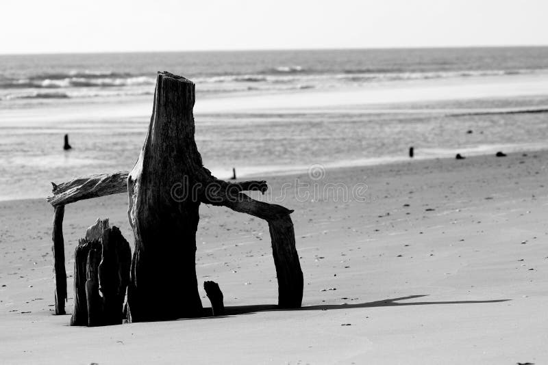 Bäume auf Friedhofs-Strand-Stier-Insel Sc stockfoto Bäume auf Friedhofs-Strand-Stier-Insel Sc stockfoto